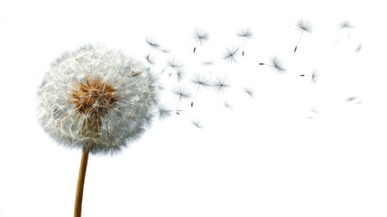 Dandelion seeds scattering