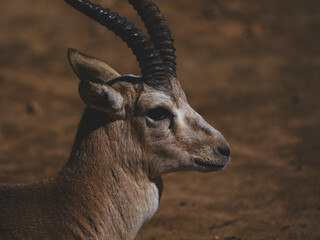 Beautiful Antelope in Nature