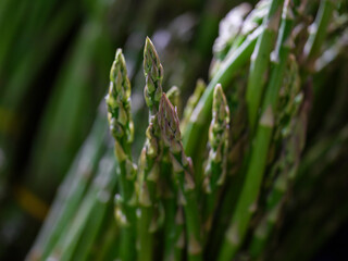 green asparagus on market stall