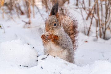 Portrait of a squirrel in winter on white snow background