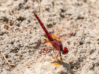 red dragonfly on a rock
