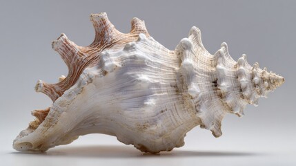 Obraz premium Detailed seashell profile