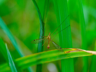 mosquito on green plants