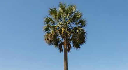 Palm Tree Against Clear Blue Sky Tropical Landscape