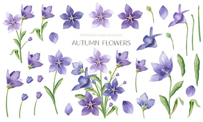 水彩で描いた桔梗の花のイラスト素材セット