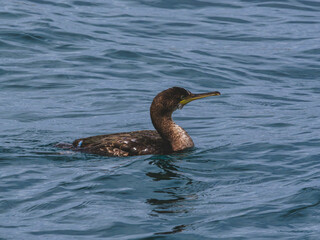 cute cormorant in river