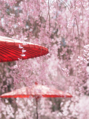 桜と和傘の背景イメージ、枝垂桜