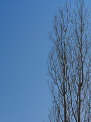 trees and sky in autumn season