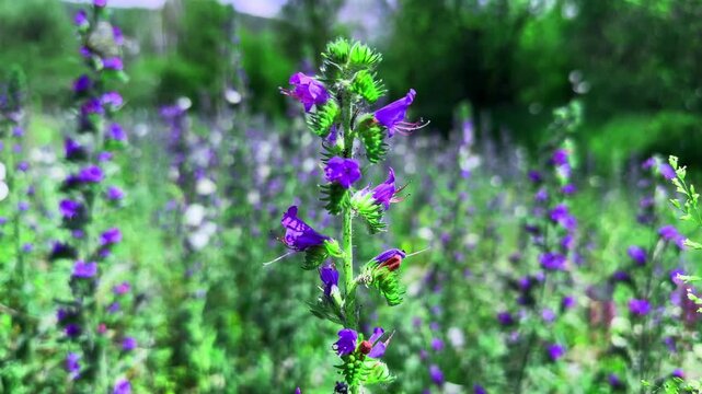 A Beautiful Scene Showcasing Colorful Purple Flowers with Butterflies, Capturing the Essence of Nature's Vibrancy in a Lush Green Landscape Filled with Blooming Flora