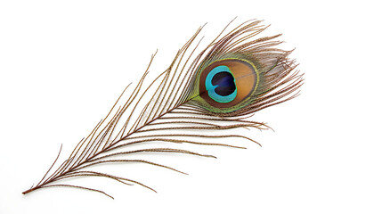 Obraz premium image showcases a high-resolution photograph of a peacock feather, showcasing its intricate details and natural beauty, positioned diagonally with a vibrant eye.