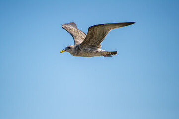 A juvenile seagull soars through a clear blue sky, clutching a small yellow object in its beak mid-flight.