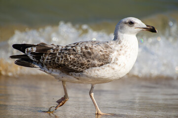A mottled seagull walks along the wet shoreline, its reflection shimmering in the shallow water beneath gentle waves.