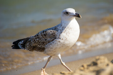 A mottled seagull strolls along the sandy beach with gentle waves lapping behind in a tranquil coastal scene.