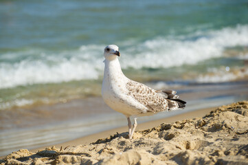A mottled seagull stands on a sunlit beach near gentle waves, blending into its serene coastal surroundings.