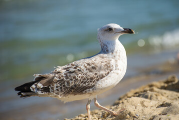 A speckled seagull stands calmly on the sandy shore near gentle ocean waves, blending into its coastal habitat.