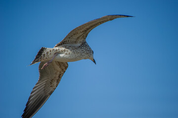 A speckled seagull glides effortlessly through a clear blue sky, its wings spread wide in graceful flight.