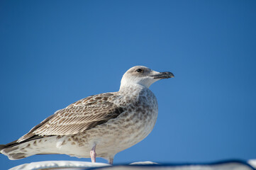 A mottled seagull stands poised against a brilliant blue sky, showcasing its feathers in crisp detail.
