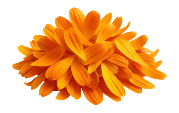 Whole calendula petals in a small heap