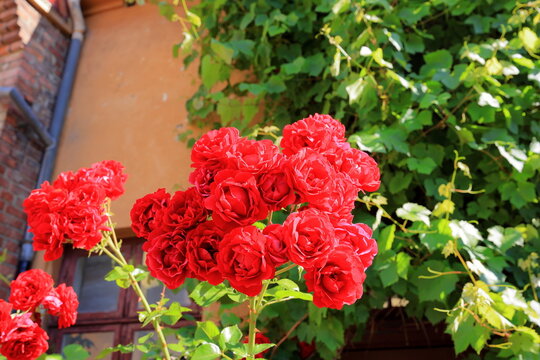 Beautiful rose in the garden, close-up. Nature background