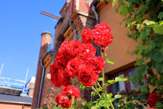 Beautiful rose in the garden, close-up. Nature background