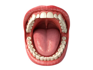 Top Down View of Wide Open Human Mouth Revealing Teeth Tongue and Gums Against Black Background Detailed 3 D Render of Oral Anatomy Showing Pink Gums White Teeth and a Pink Tongue