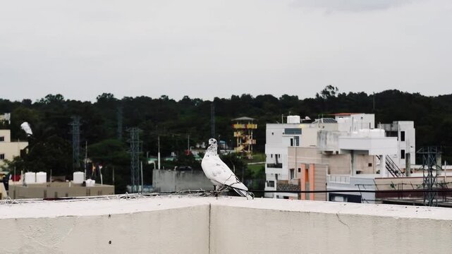 White Pigeon on Rooftop