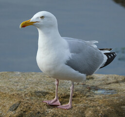 The European herring gull or simply herring gull is a large gull, up to 66 cm long. It breeds throughout the northern and western coasts of Europe.