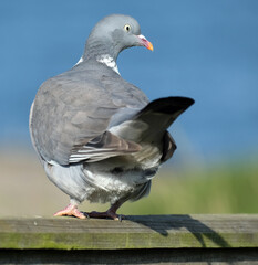 The common wood pigeon, also known simply as the wood pigeon, is a large species in the dove and pigeon family, native to the western Palearctic.