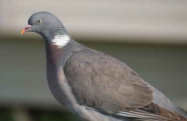 The common wood pigeon, also known simply as the wood pigeon, is a large species in the dove and pigeon family, native to the western Palearctic.