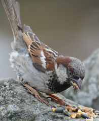 Obraz premium The house sparrow is a bird of the sparrow family Passeridae, found in most parts of the world. It is a small bird that has a typical length of 16 cm and a mass of 24–39.5 g.