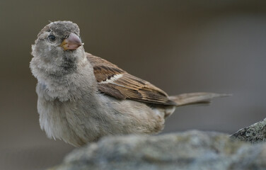 The house sparrow is a bird of the sparrow family Passeridae, found in most parts of the world. It is a small bird that has a typical length of 16 cm and a mass of 24–39.5 g.