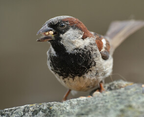 The house sparrow is a bird of the sparrow family Passeridae, found in most parts of the world. It is a small bird that has a typical length of 16 cm and a mass of 24–39.5 g.