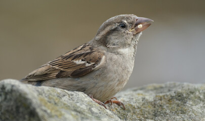 The house sparrow is a bird of the sparrow family Passeridae, found in most parts of the world. It is a small bird that has a typical length of 16 cm and a mass of 24–39.5 g.