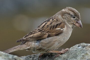 The house sparrow is a bird of the sparrow family Passeridae, found in most parts of the world. It is a small bird that has a typical length of 16 cm and a mass of 24–39.5 g.
