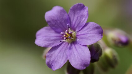 A close - up of a small purple flower, with delicate petals and clear stamens, showing the beauty of nature's microcosm.