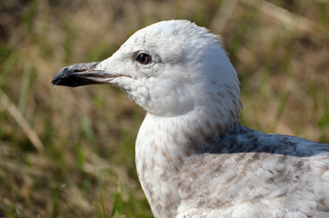 The European herring gull or simply herring gull is a large gull, up to 66 cm long. It breeds throughout the northern and western coasts of Europe.