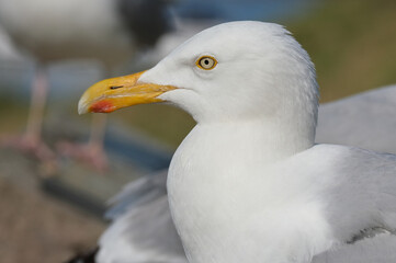The European herring gull or simply herring gull is a large gull, up to 66 cm long. It breeds throughout the northern and western coasts of Europe.