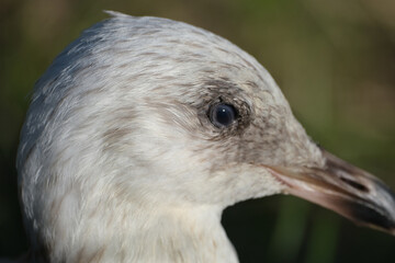 The European herring gull or simply herring gull is a large gull, up to 66 cm long. It breeds throughout the northern and western coasts of Europe.