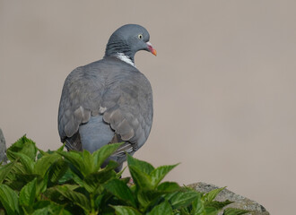 The common wood pigeon, also known simply as the wood pigeon, is a large species in the dove and pigeon family, native to the western Palearctic.