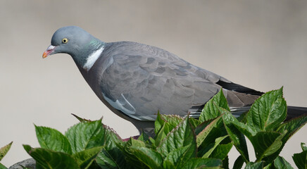 The common wood pigeon, also known simply as the wood pigeon, is a large species in the dove and pigeon family, native to the western Palearctic.