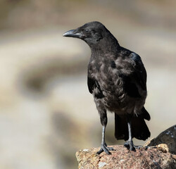 A crow is a bird of the genus Corvus, or more broadly, a synonym for all of Corvus. The word 