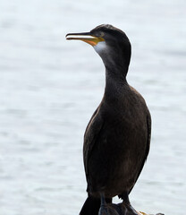 Phalacrocoracidae is a family of approximately 40 species of aquatic birds commonly known as cormorants and shags.