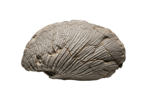 Extremely ancient, weathered fossilized petal, petrified structure, rough stone texture, intricate grey-brown veins on transparent background, soft shadow, macro, museum exhibit concept
