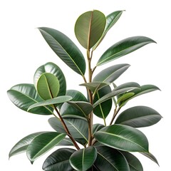 Naklejka premium Rubber Plant Bold Glossy Green Leaves with Smooth Oval Form and Elegant Upright Growth on White Background Highlighting Minimalist Style, Fresh Modern Charm, and Natural Beauty