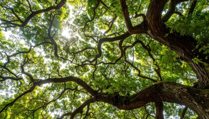 Fototapeta premium Lush Green Canopy Sunlight Through Branches Mighty Tree.