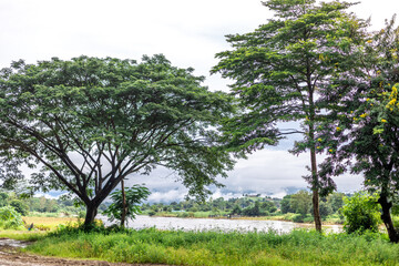 Obraz premium Background of green rice fields in rural Chiang Rai, northern Thailand, with banana trees planted around by farmers.