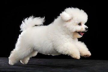 Joyful Bichon Frise Puppy in Mid-Air Leap