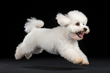 Joyful White Poodle in Mid-Air Leap