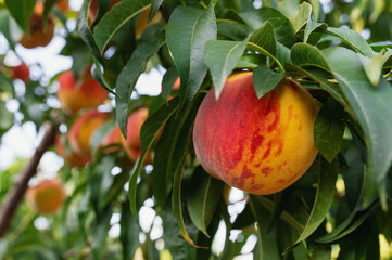 Peaches variety 