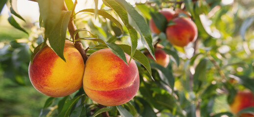 Peaches variety 